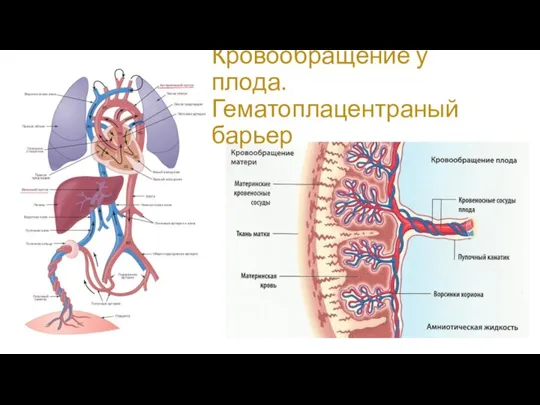 Кровообращение у плода. Гематоплацентраный барьер