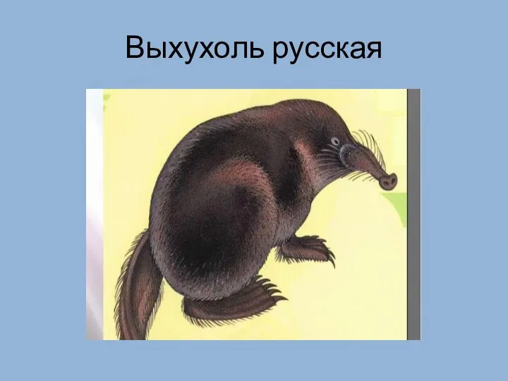 Выхухоль русская