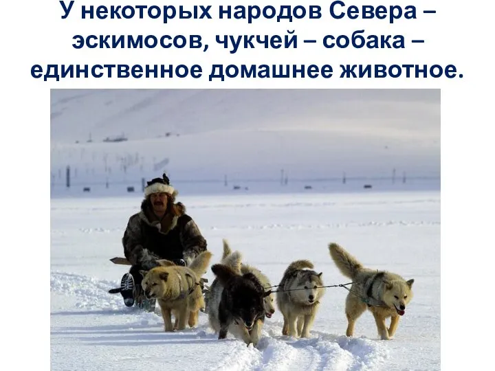 У некоторых народов Севера – эскимосов, чукчей – собака – единственное домашнее животное.