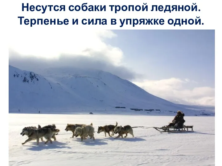 Несутся собаки тропой ледяной. Терпенье и сила в упряжке одной.