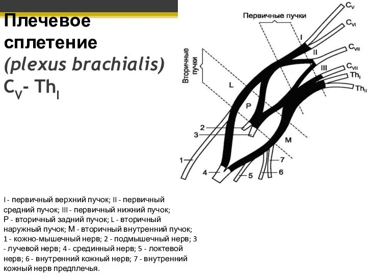 Плечевое сплетение (plexus brachialis) CV- ThI I - первичный верхний пучок; II