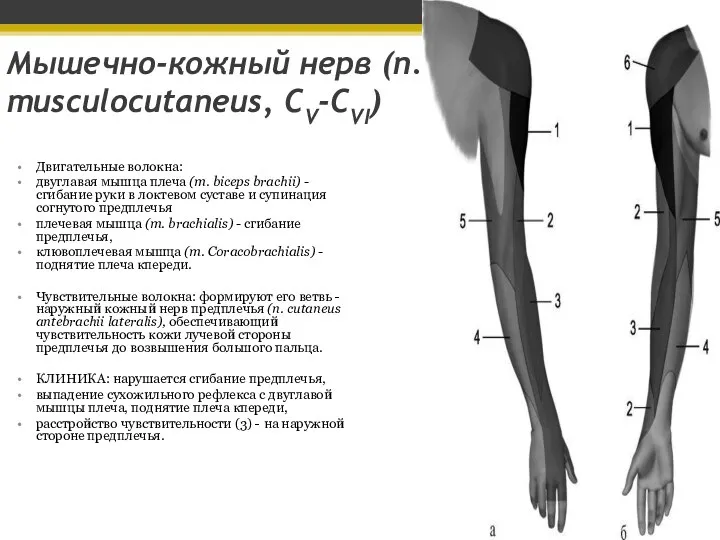 Мышечно-кожный нерв (n. musculocutaneus, CV-CVI) Двигательные волокна: двуглавая мышца плеча (m. biceps