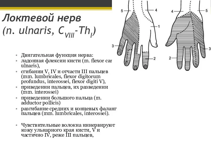 Локтевой нерв (n. ulnaris, CVIII-ThI) Двигательная функция нерва: ладонная флексии кисти (m.