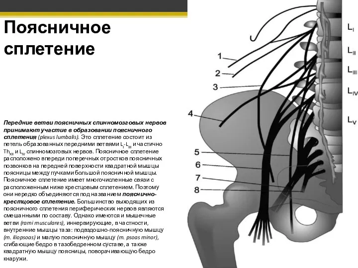 Поясничное сплетение Передние ветви поясничных спинномозговых нервов принимают участие в образовании поясничного