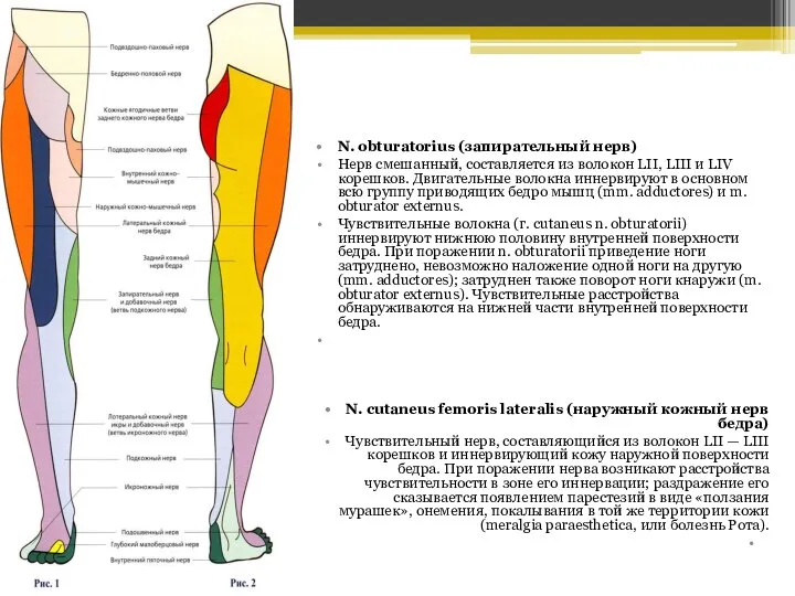 N. obturatorius (запирательный нерв) Нерв смешанный, составляется из волокон LII, LIII и