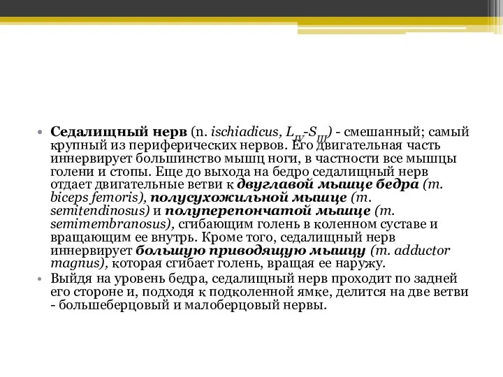 Седалищный нерв (n. ischiadicus, LIV-SIII) - смешанный; самый крупный из периферических нервов.