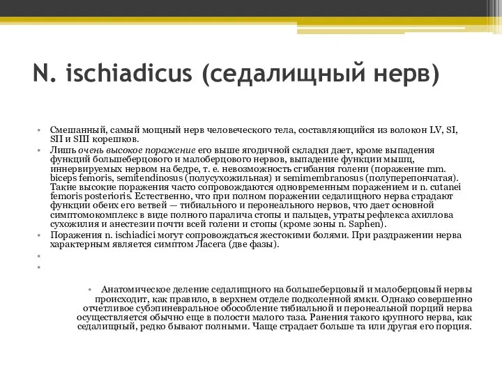 N. ischiadicus (седалищный нерв) Смешанный, самый мощный нерв человеческого тела, составляющийся из