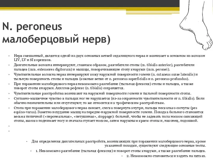 N. peroneus малоберцовый нерв) Нерв смешанный, является одной из двух основных ветвей