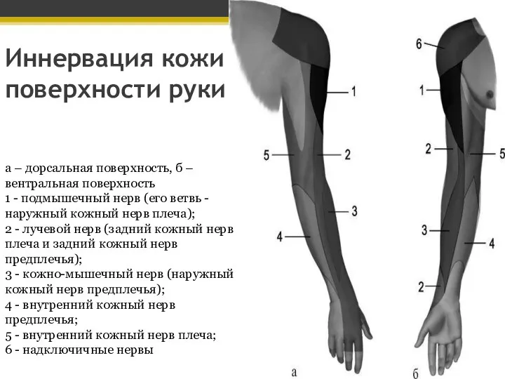 Иннервация кожи поверхности руки а – дорсальная поверхность, б – вентральная поверхность