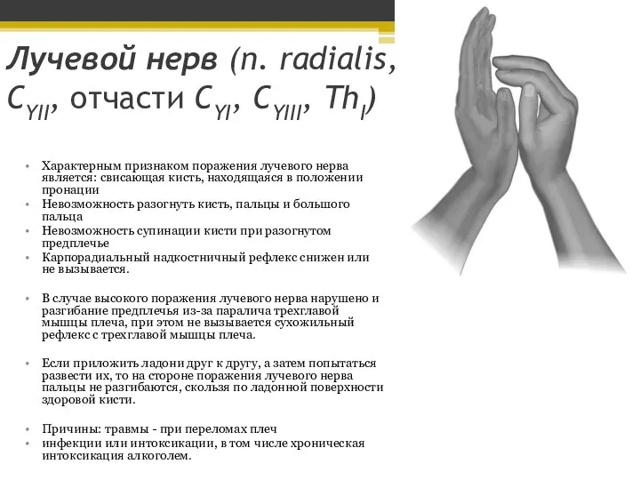 Лучевой нерв (n. radialis, CYII, отчасти CYI, CYIII, ThI) Характерным признаком поражения