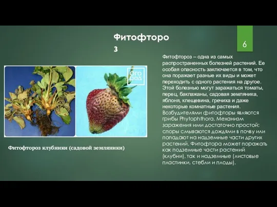 Фитофтороз Фитофтороз – одна из самых распространенных болезней растений. Ее особая опасность