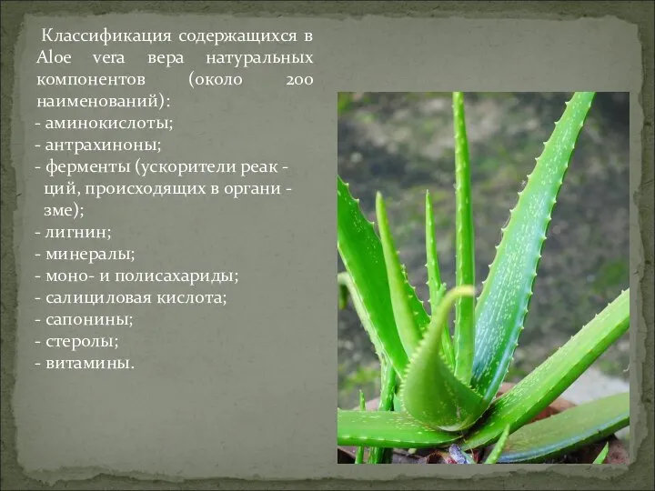 Классификация содержащихся в Aloe vera вера натуральных компонентов (около 200 наименований): -