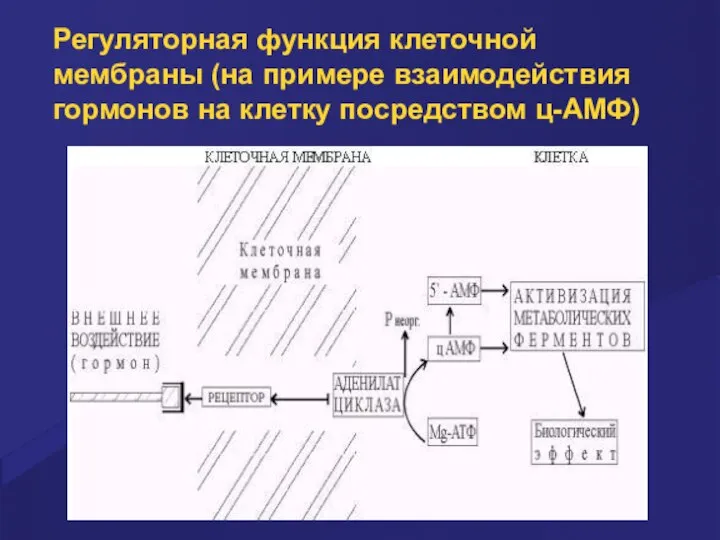 Регуляторная функция клеточной мембраны (на примере взаимодействия гормонов на клетку посредством ц-АМФ)