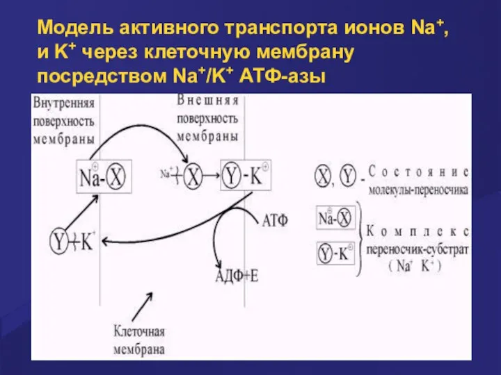 Модель активного транспорта ионов Na+, и K+ через клеточную мембрану посредством Na+/K+ АТФ-азы