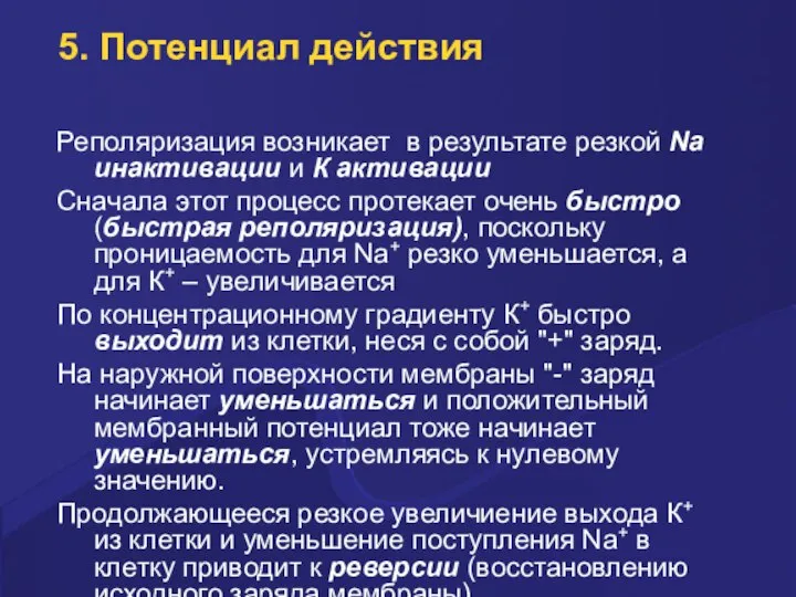 5. Потенциал действия Реполяризация возникает в pезультате pезкой Na инактивации и К