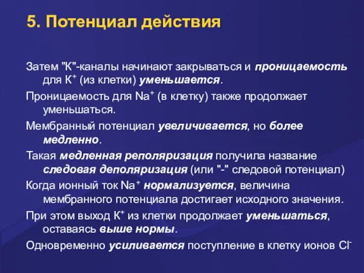 5. Потенциал действия Затем "К"-каналы начинают закpываться и пpоницаемость для К+ (из