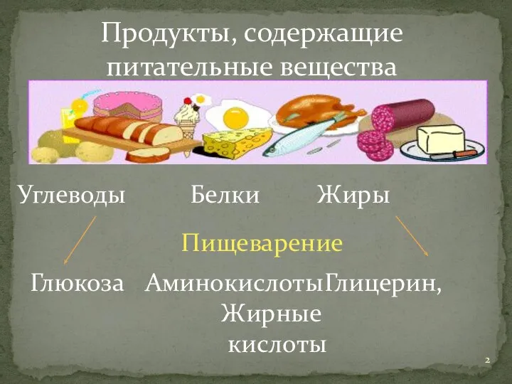 Продукты, содержащие питательные вещества Углеводы Белки Жиры Глюкоза Аминокислоты Глицерин, Жирные кислоты Пищеварение