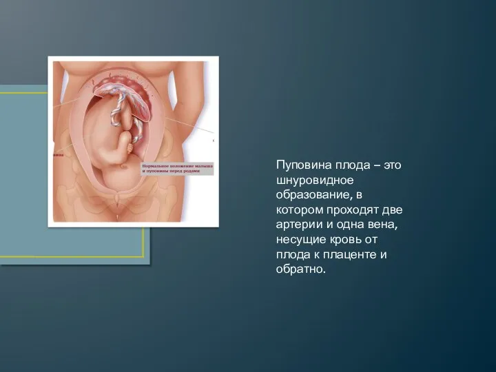 Пуповина плода – это шнуровидное образование, в котором проходят две артерии и