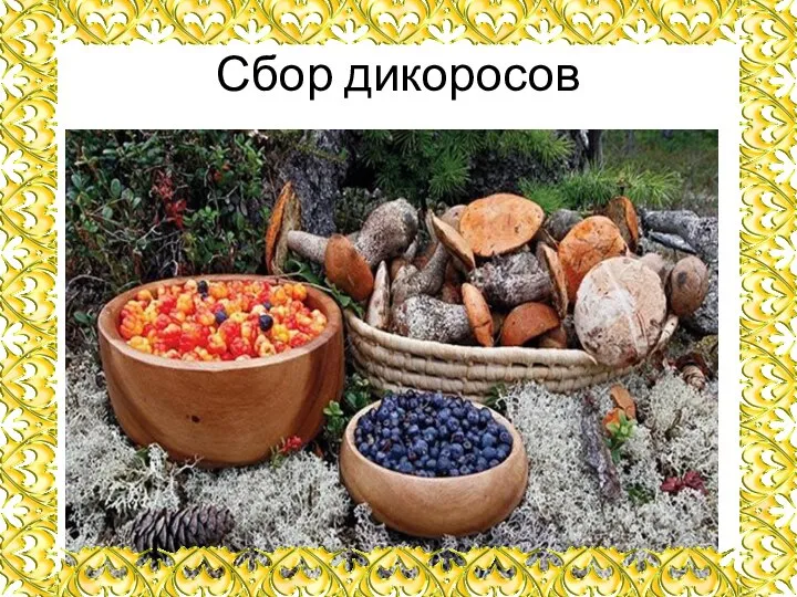 Сбор дикоросов