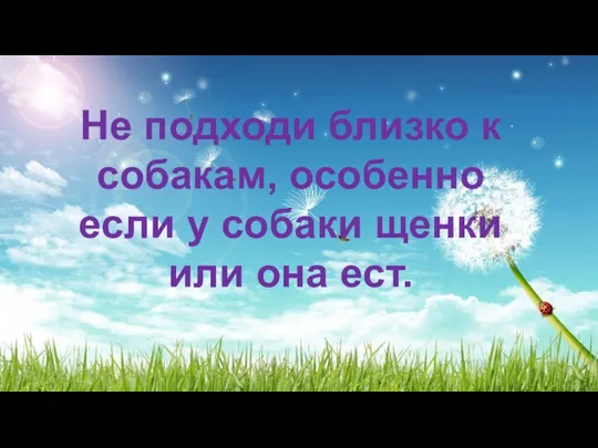 Не подходи близко к собакам, особенно если у собаки щенки или она ест.