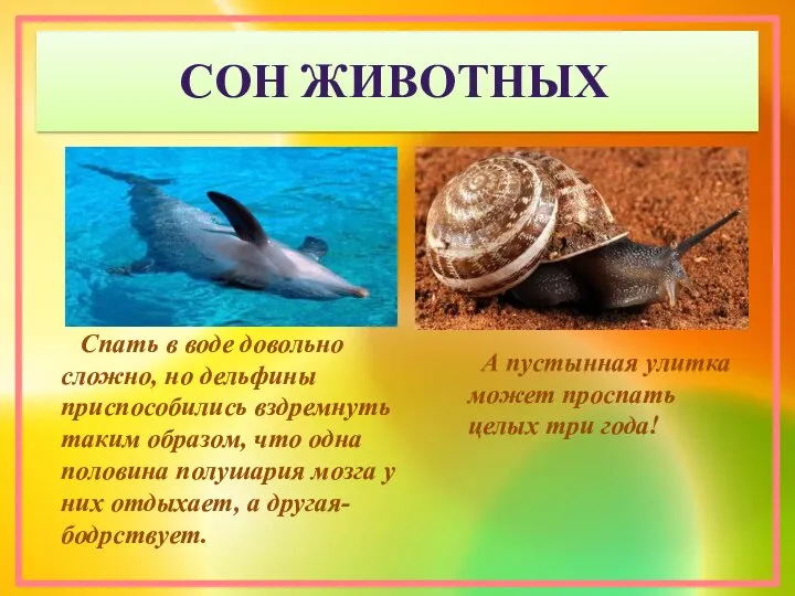 Спать в воде довольно сложно, но дельфины приспособились вздремнуть таким образом, что