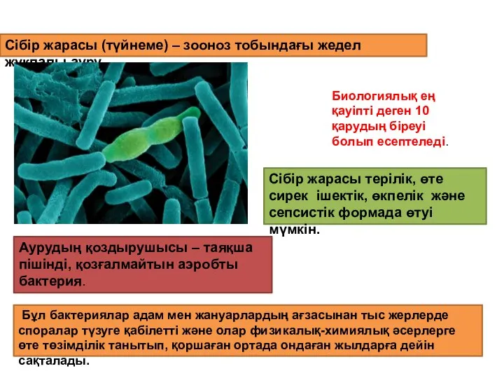 Сібір жарасы (түйнеме) – зооноз тобындағы жедел жұқпалы ауру. Биологиялық ең қауіпті