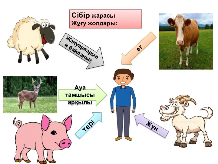 Сібір жарасы Жұғу жолдары: Жануарлармен байланыс Ауа тамшысы арқылы тері ет Жүн