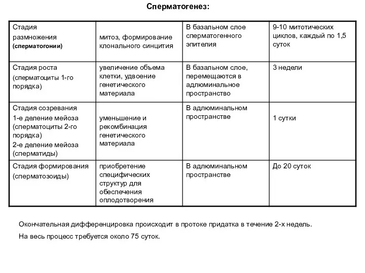 Сперматогенез: Окончательная дифференцировка происходит в протоке придатка в течение 2-х недель. На