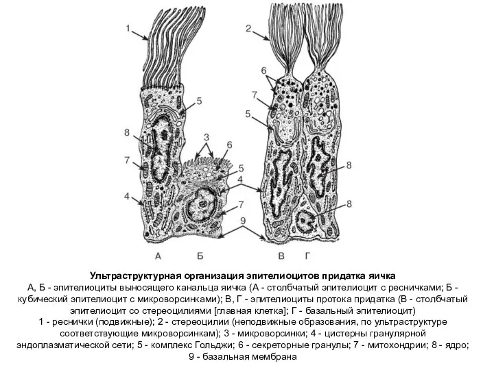 Ультраструктурная организация эпителиоцитов придатка яичка А, Б - эпителиоциты выносящего канальца яичка