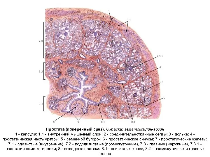Простата (поперечный срез). Окраска: гематоксилин-эозин 1 - капсула: 1.1 - внутренний мышечный