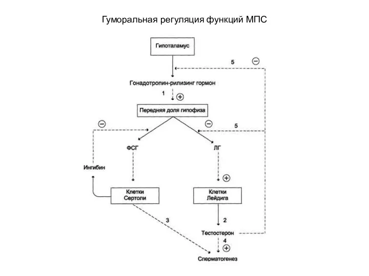 Гуморальная регуляция функций МПС