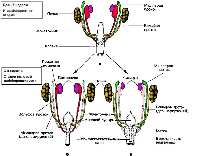 До 6- 7 недели Индифферентная стадия С 8 недели Стадия половой дифференцировки