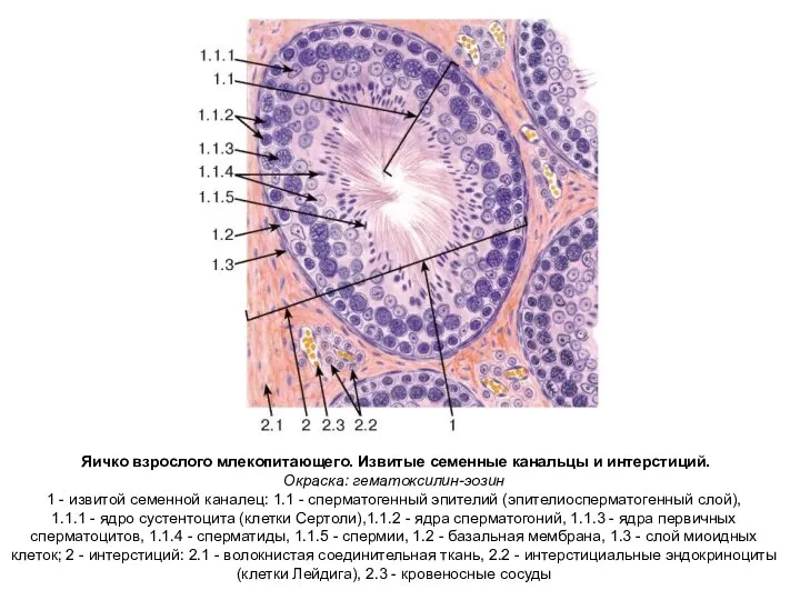 Яичко взрослого млекопитающего. Извитые семенные канальцы и интерстиций. Окраска: гематоксилин-эозин 1 -