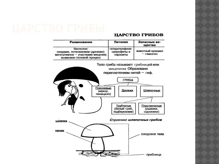 ЦАРСТВО ГРИБЫ