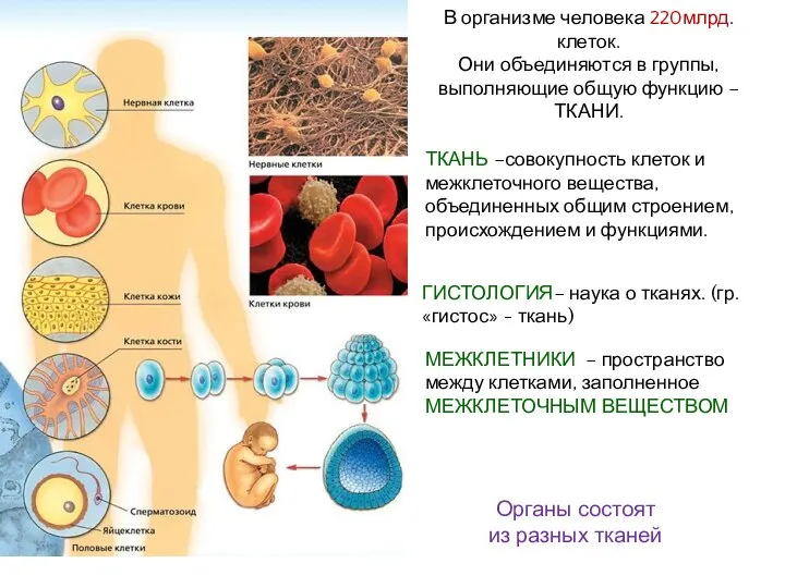 ТКАНЬ –совокупность клеток и межклеточного вещества, объединенных общим строением, происхождением и функциями.