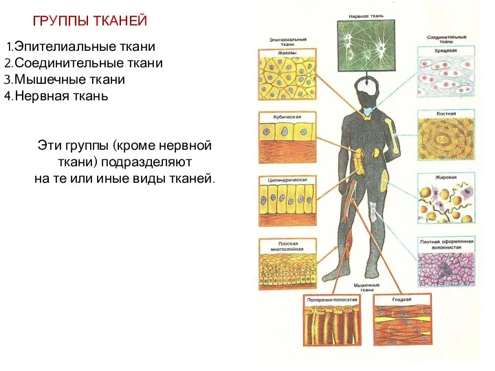 Эпителиальные ткани Соединительные ткани Мышечные ткани Нервная ткань ГРУППЫ ТКАНЕЙ Эти группы