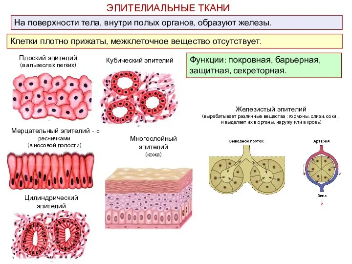 ЭПИТЕЛИАЛЬНЫЕ ТКАНИ Плоский эпителий (в альвеолах легких) Кубический эпителий Мерцательный эпителий –