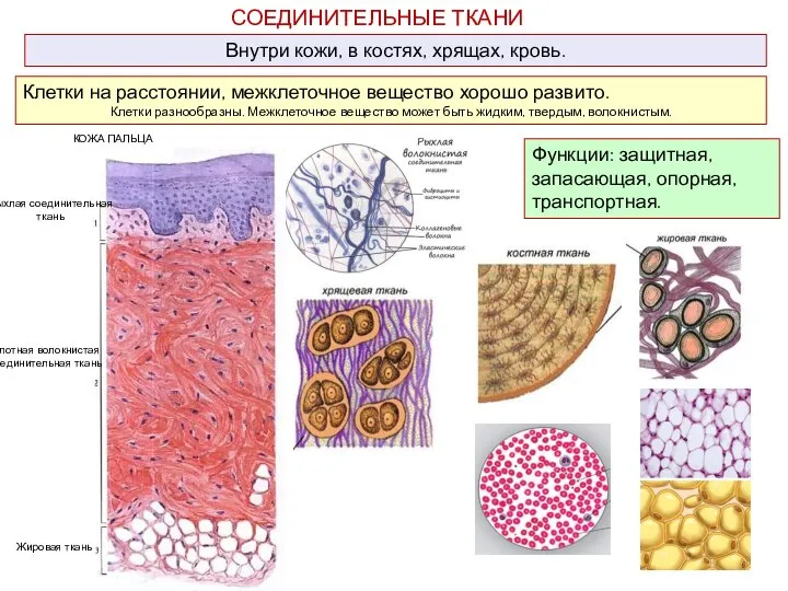 СОЕДИНИТЕЛЬНЫЕ ТКАНИ Внутри кожи, в костях, хрящах, кровь. Клетки на расстоянии, межклеточное