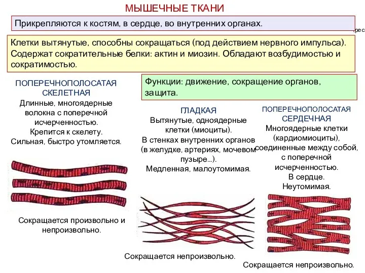 МЫШЕЧНЫЕ ТКАНИ ПОПЕРЕЧНОПОЛОСАТАЯ СКЕЛЕТНАЯ Длинные, многоядерные волокна с поперечной исчерченностью. Крепится к