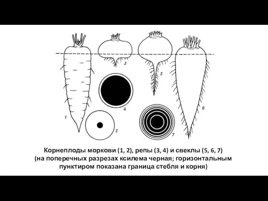 Корнеплоды моркови (1, 2), репы (3, 4) и свеклы (5, 6, 7)