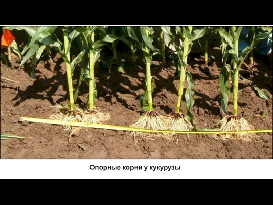 Опорные корни у кукурузы