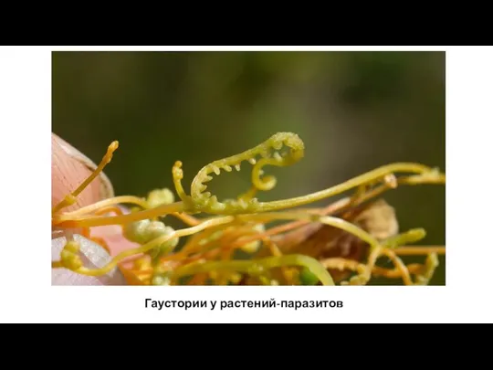 Гаустории у растений-паразитов