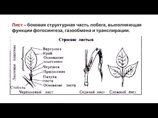 Лист – боковая структурная часть побега, выполняющая функции фотосинтеза, газообмена и транспирации.