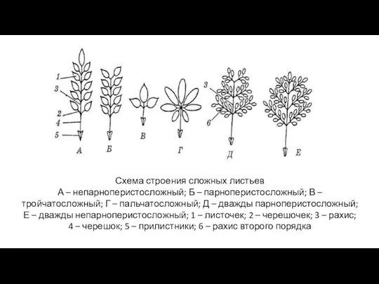 Схема строения сложных листьев А – непарноперистосложный; Б – парноперистосложный; В –