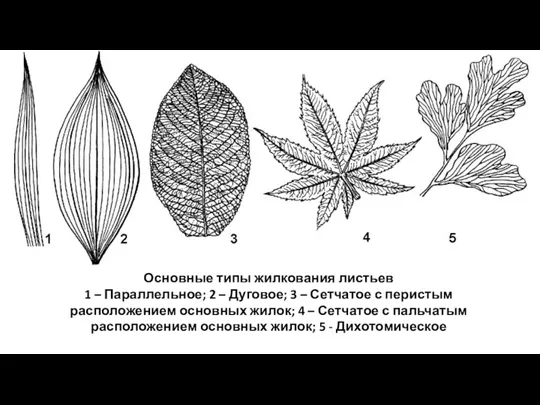 Основные типы жилкования листьев 1 – Параллельное; 2 – Дуговое; 3 –