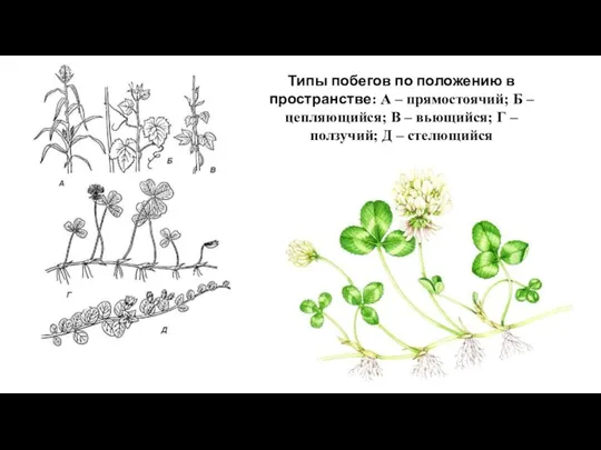 Типы побегов по положению в пространстве: А – прямостоячий; Б – цепляющийся;