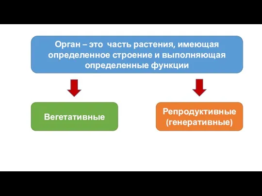 Орган – это часть растения, имеющая определенное строение и выполняющая определенные функции Вегетативные Репродуктивные (генеративные)