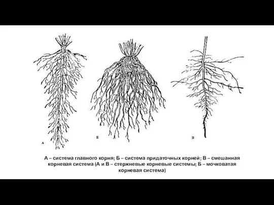 А – система главного корня; Б – система придаточных корней; В –