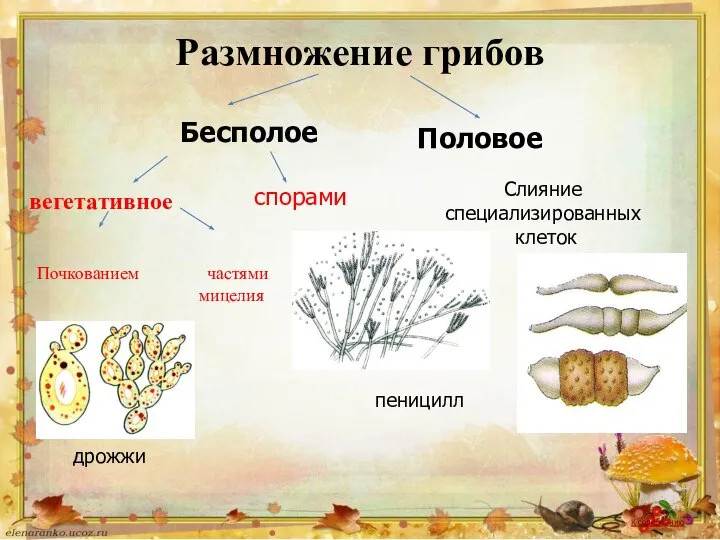 Размножение грибов дрожжи пеницилл Слияние специализированных клеток К содержанию Бесполое Половое спорами вегетативное Почкованием частями мицелия