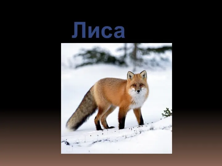 Лиса